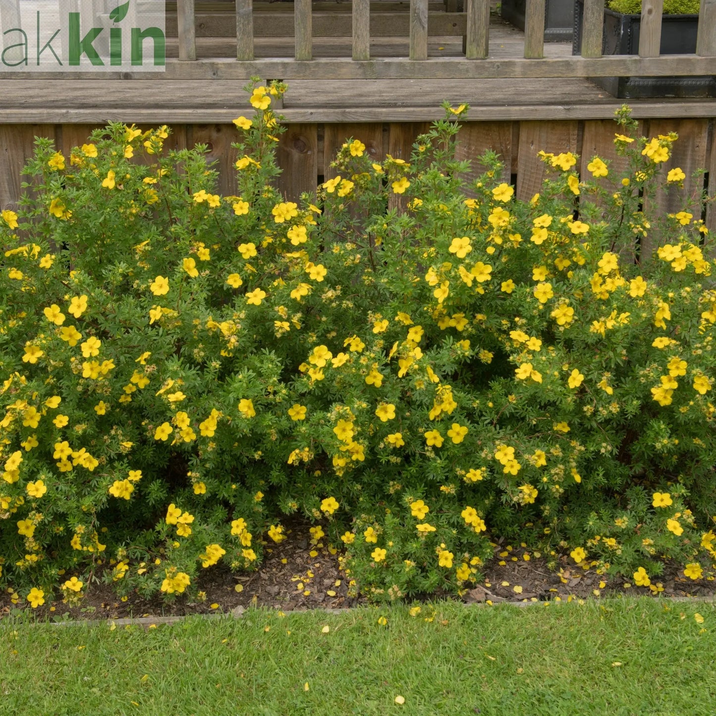 Potentilla - Medicine Wheel Mountain - Yellow 2L (30-40cm) One Click Plants