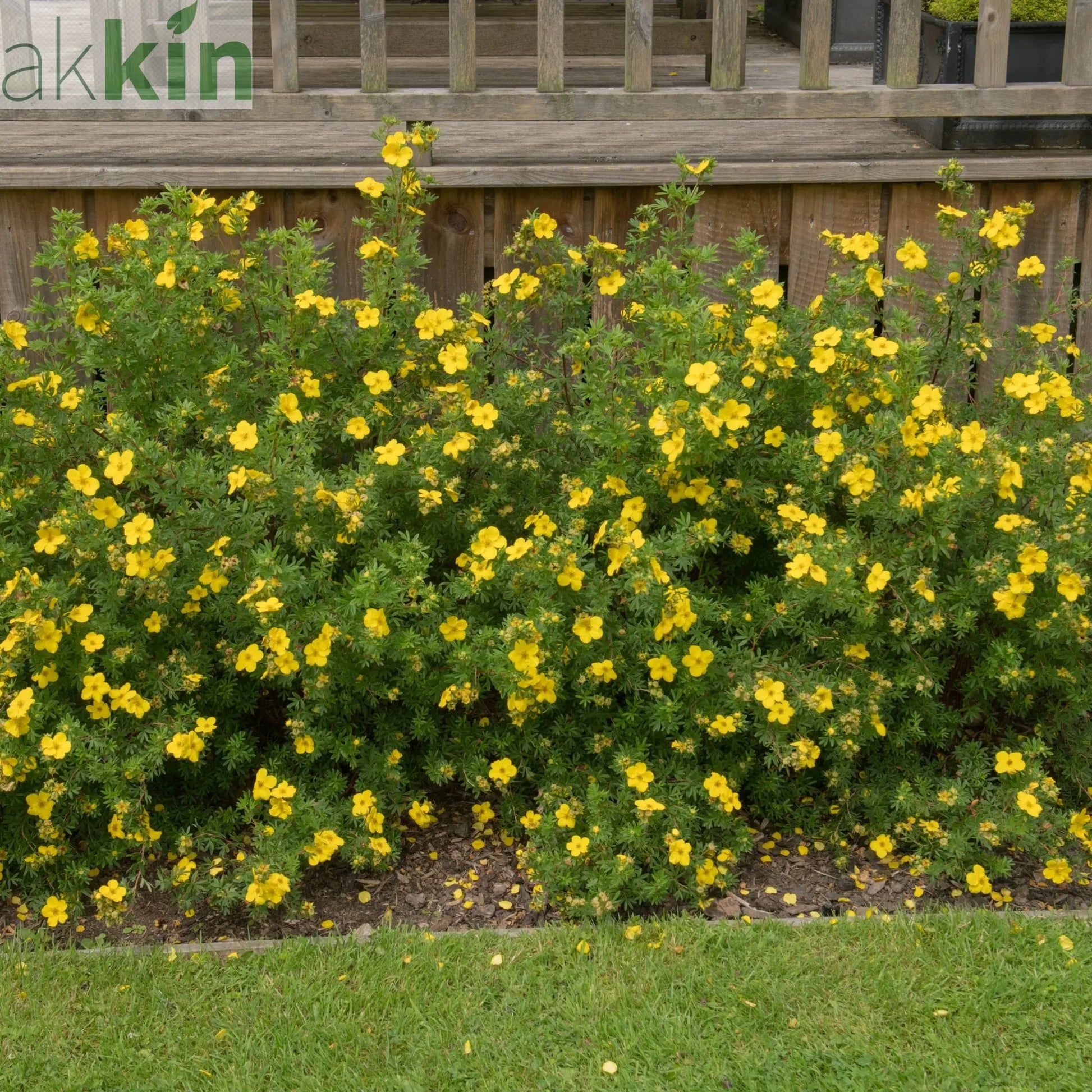 Potentilla - Medicine Wheel Mountain - Yellow 2L (30-40cm) One Click Plants