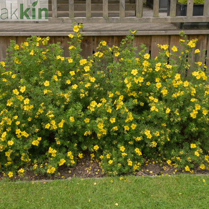 Potentilla - Medicine Wheel Mountain - Yellow 2L (30-40cm) One Click Plants