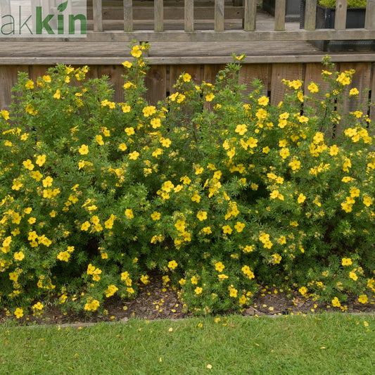Potentilla - Medicine Wheel Mountain - Yellow 2L (30-40cm) One Click Plants