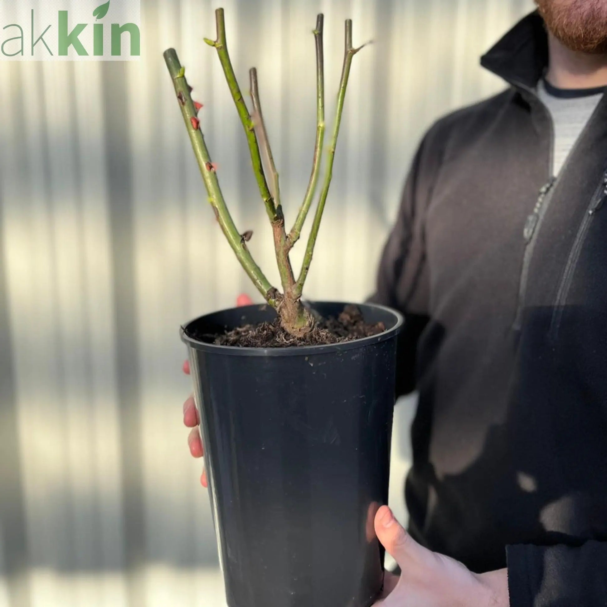 Rose Ruby Wedding | Hybrid Tea Rose | 4L Potted Rose (PRE ORDER DECEMBER '25) One Click Plants