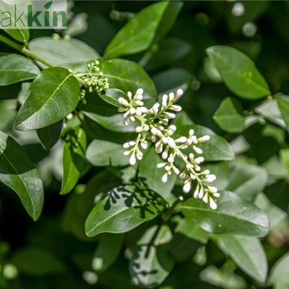 Ligustrum ovalifolium 5L (Privet Hedging) One Click Plants