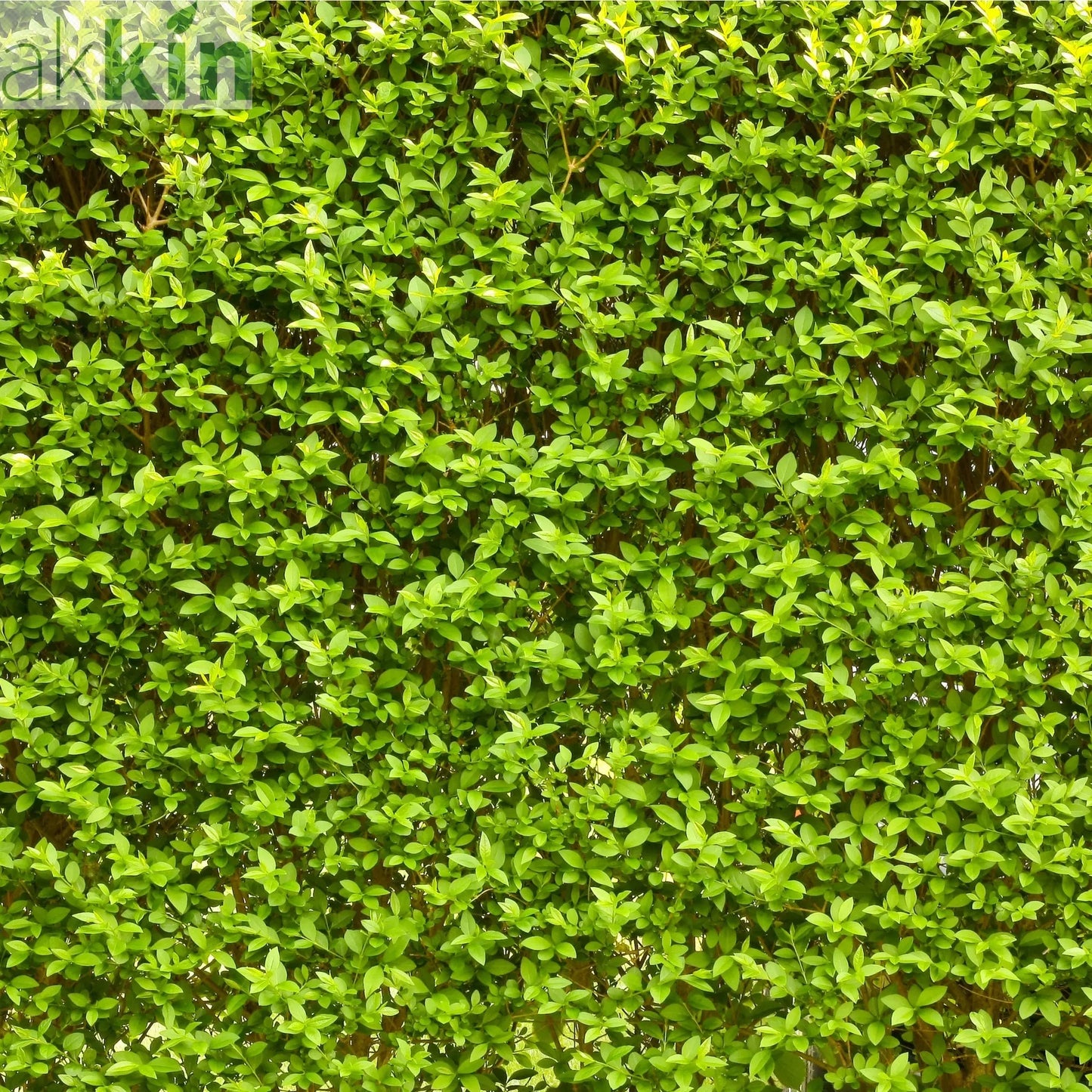 Ligustrum ovalifolium 5L (Privet Hedging) One Click Plants