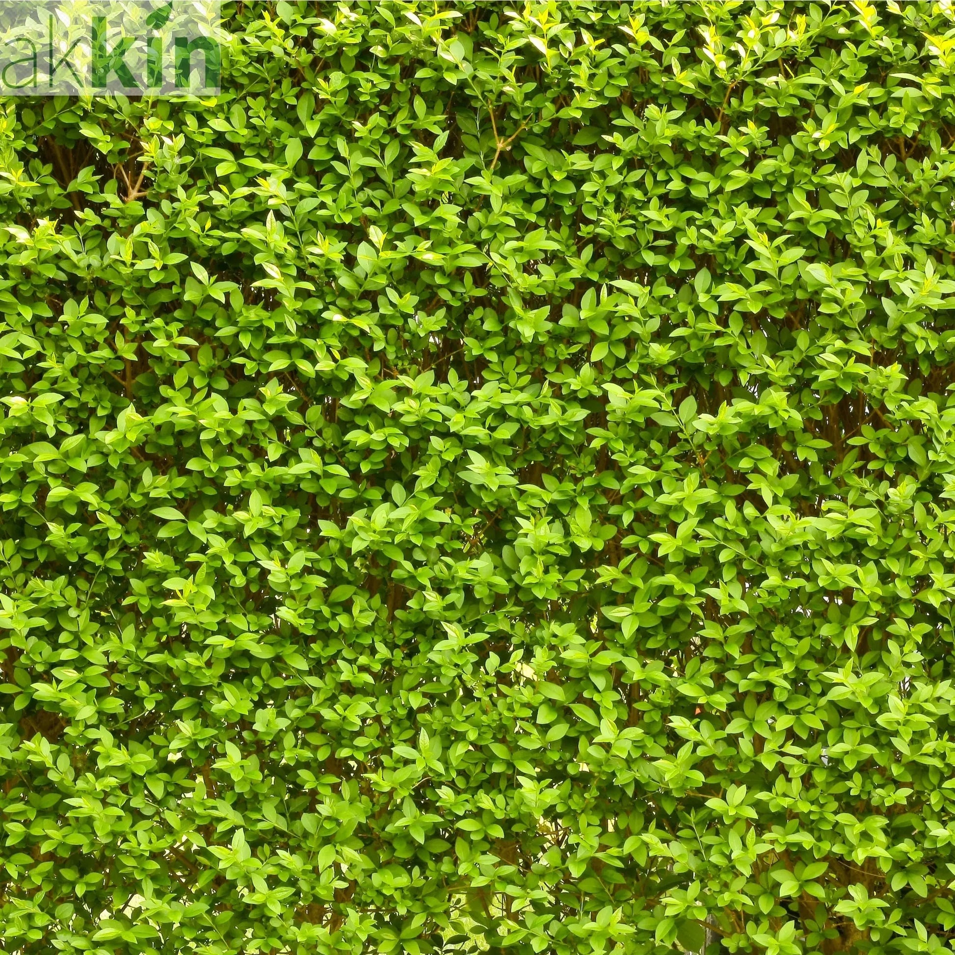 Ligustrum ovalifolium 5L (Privet Hedging) One Click Plants