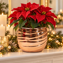 Rose gold swirl planter with a festive poinsettia