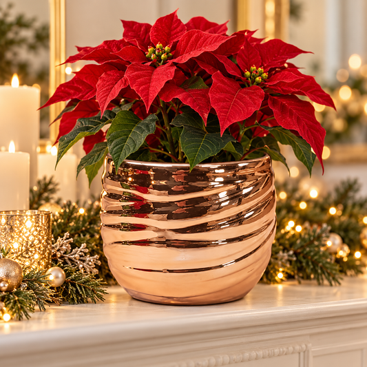 Rose gold swirl planter with a festive poinsettia