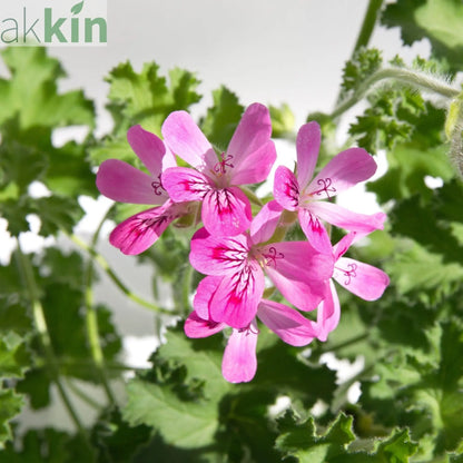 Scented Pelargonium (Scented Geranium) 'Rose' One Click Plants