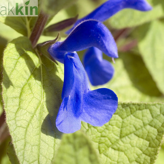 Salvia - Oceana Blue 1.5L One Click Plants
