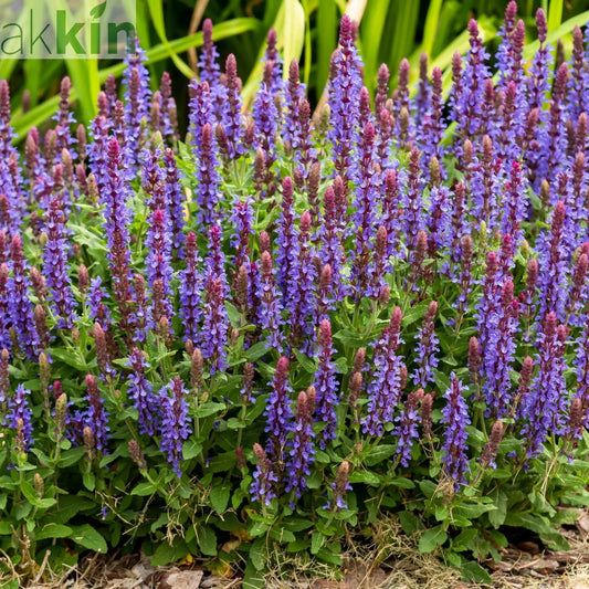 Salvia x superba New Dimensions Blue 9cm One Click Plants