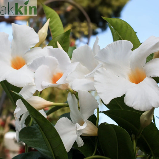 Mandevilla Sanderi Surprise Colour One Click Plants