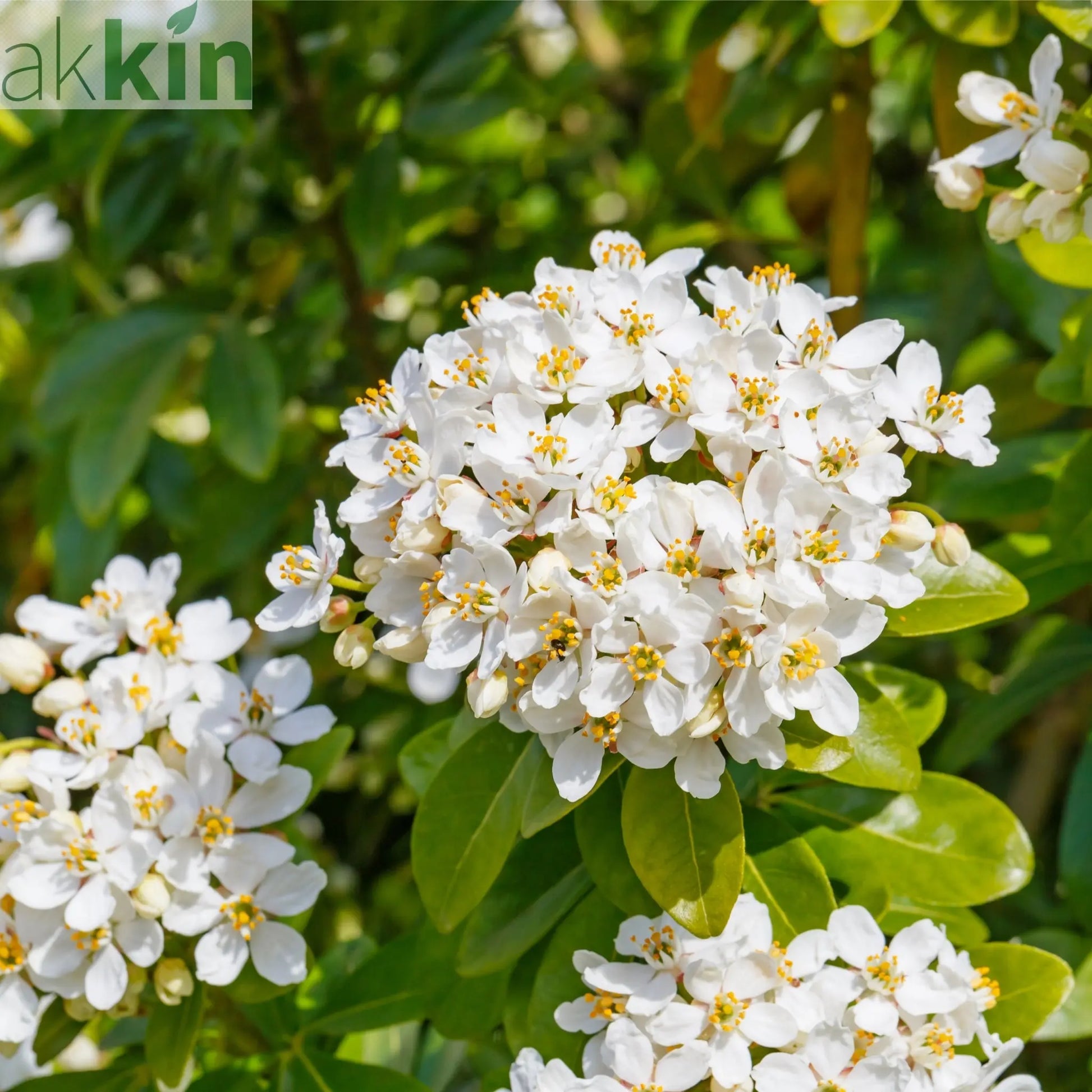 Choisya ternata 'Sundance' 9cm One Click Plants