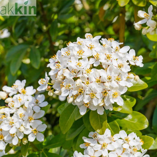 Choisya ternata 'Sundance' 9cm One Click Plants