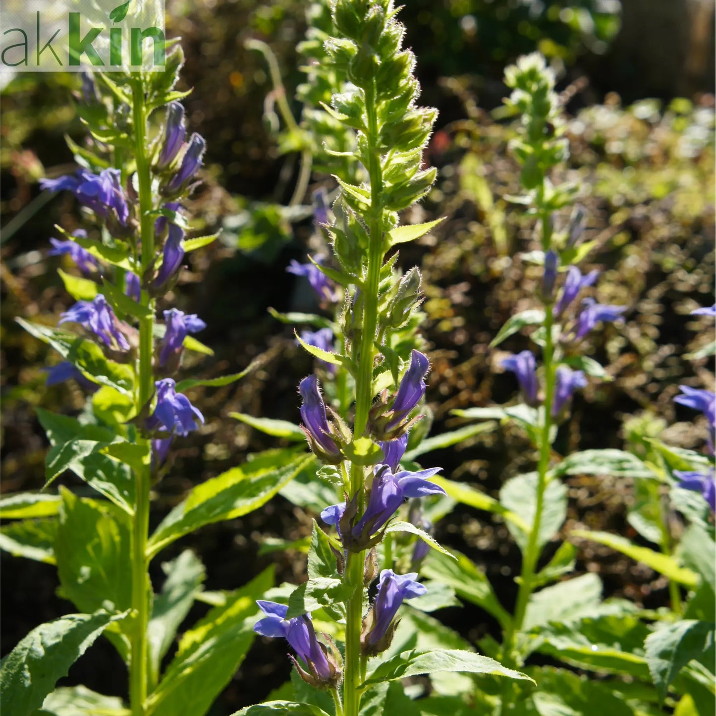 Lobelia × speciosa 'Fan Blue' 1.5L One Click Plants