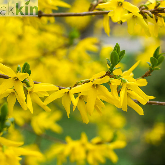 Forsythia x intermedia 'Lynwood' 1L One Click Plants