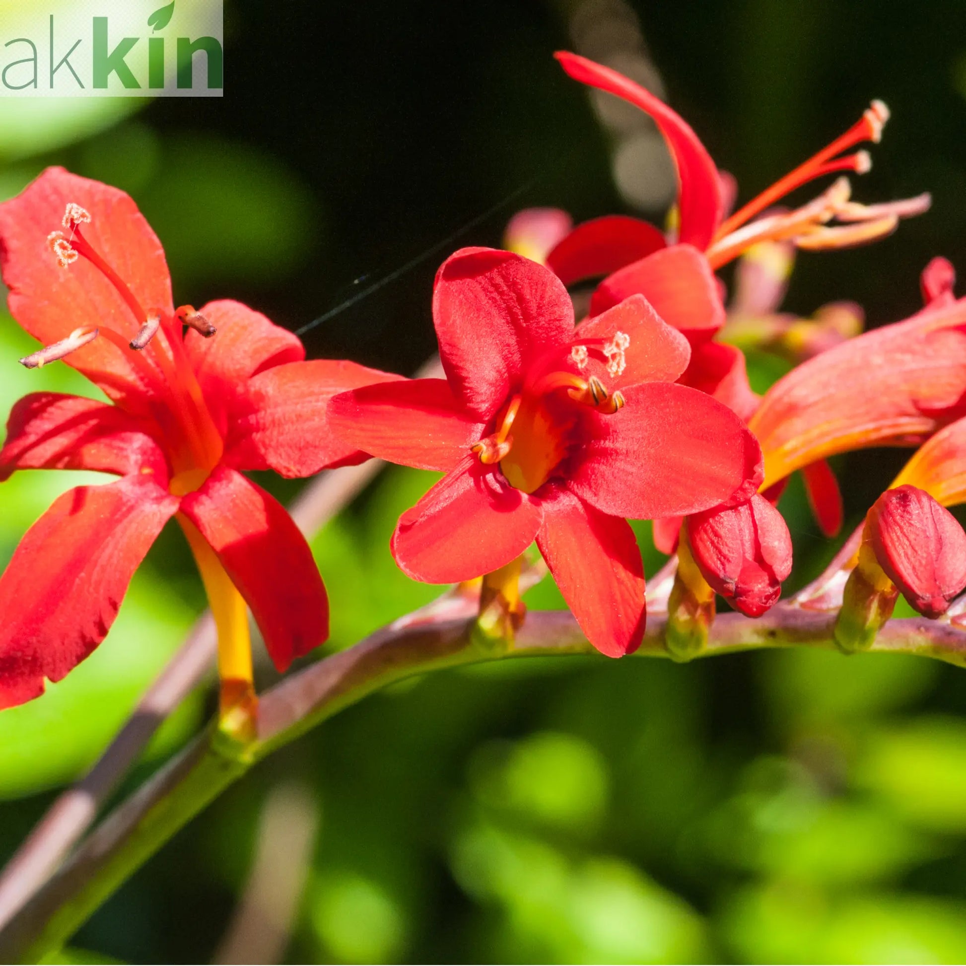Crocosmia x crocosmiiflora 'Lucifer' 9cm/2L One Click Plants