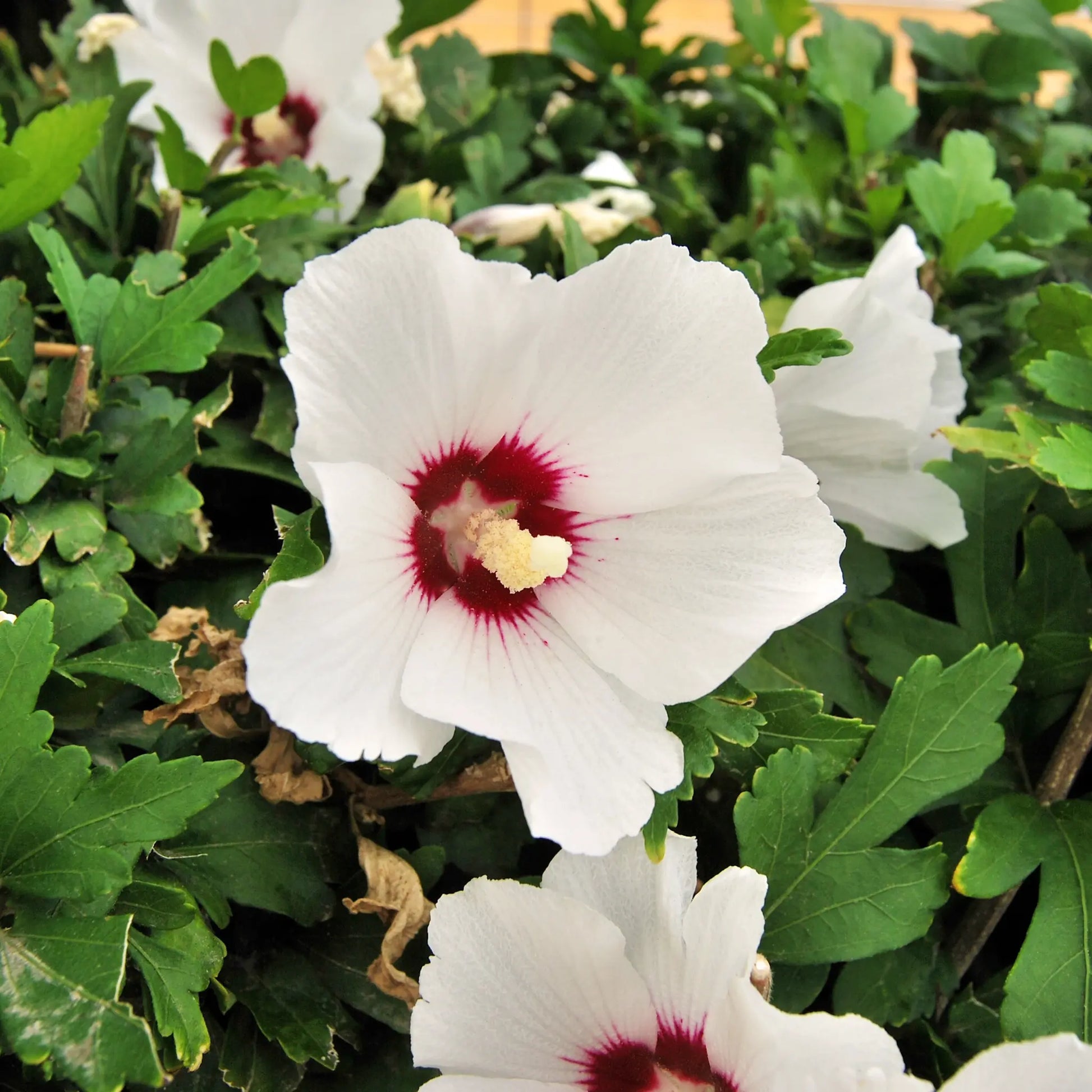 Hibiscus syriacus 'Red Heart' 2L One Click Plants