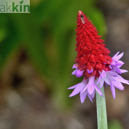Primula vialii 9cm / 3L One Click Plants