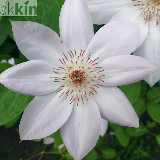 Clematis 'Miss Bateman' 60cm One Click Plants