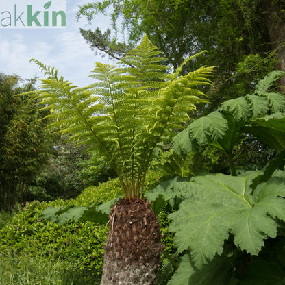 Dicksonia antarctica 'Tree Fern' 1/2/5L One Click Plants