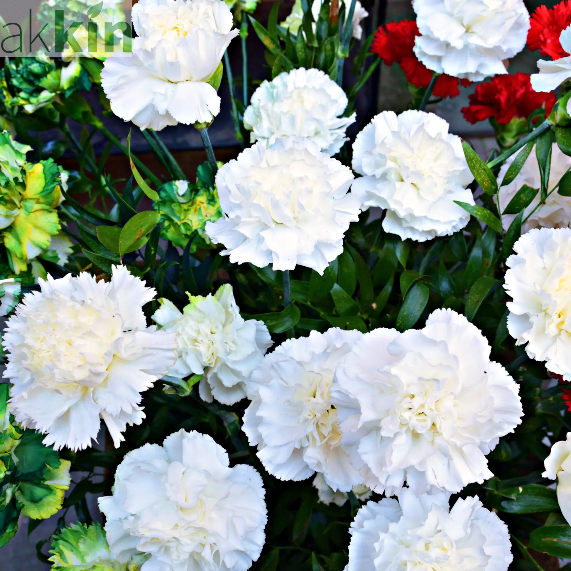Dianthus (Sunflor Cosmos) | White Dianthus 3L One Click Plants