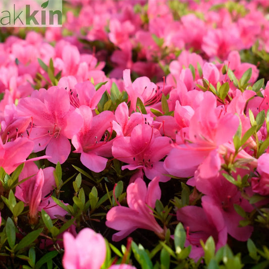 Azalea 'Roza' 2L One Click Plants