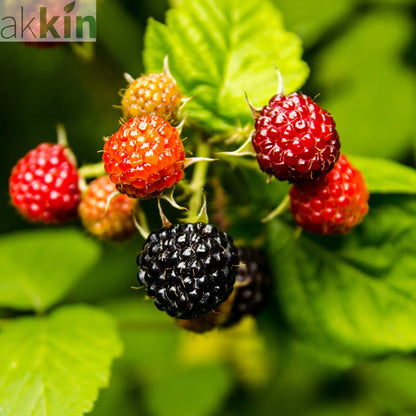 Raspberry 'Black Jewel' 1L One Click Plants