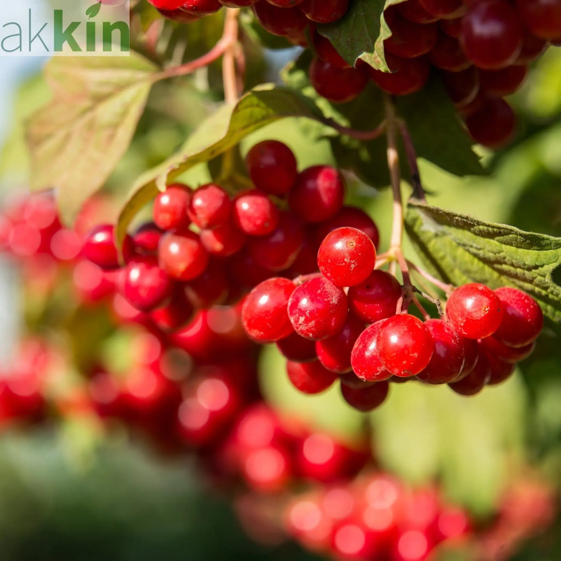 Cranberry 'Early Black' One Click Plants