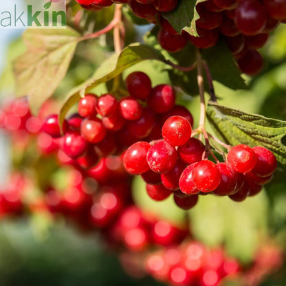 Cranberry 'Early Black' One Click Plants
