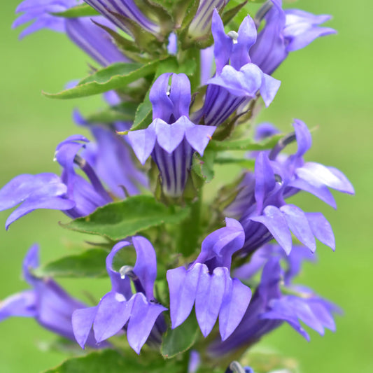 Lobelia × speciosa 'Fan Blue' 1.5L One Click Plants