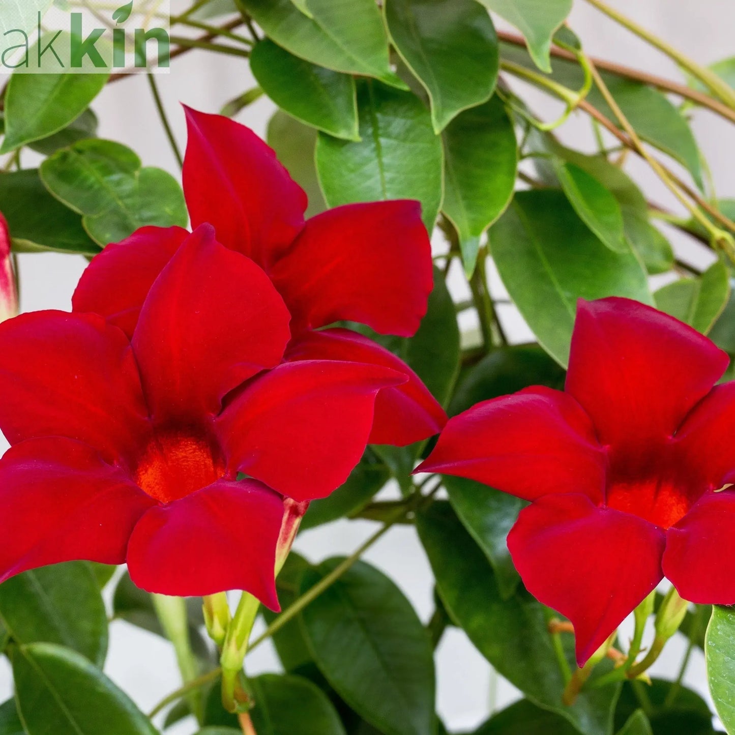 Mandevilla sanderi - Red - On frame One Click Plants