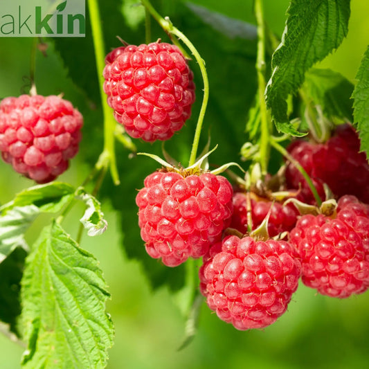 Autumn Bliss Raspberry Canes 1L One Click Plants