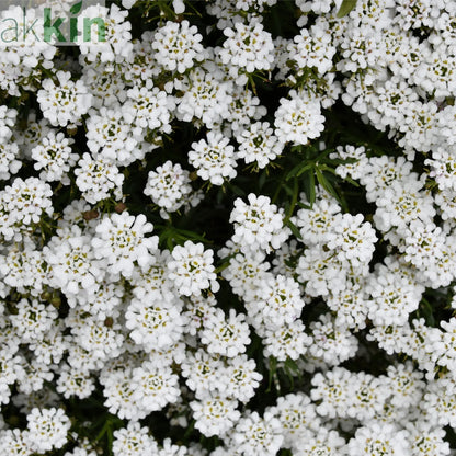 Iberis sempervirens 'Candytuft' (Evergreen Candytuft) 1.5L One Click Plants