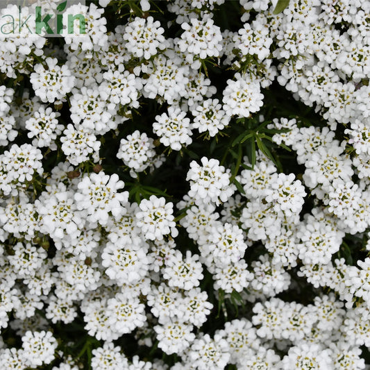 Iberis sempervirens 'Candytuft' (Evergreen Candytuft) 1.5L One Click Plants