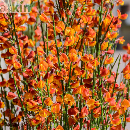 Cytisus (Broom) - 'Lena' Orange 1/2L One Click Plants