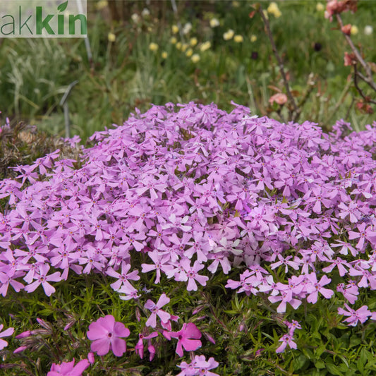Silene schafta Splendens 1L One Click Plants