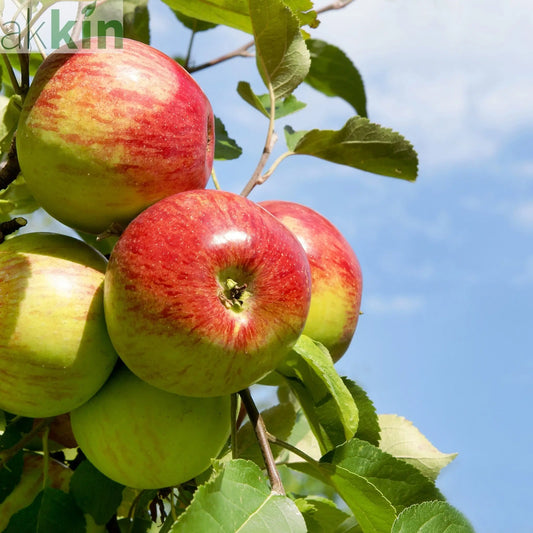 Dwarf/Patio Apple Tree 'Rode Boskoop' 1m One Click Plants