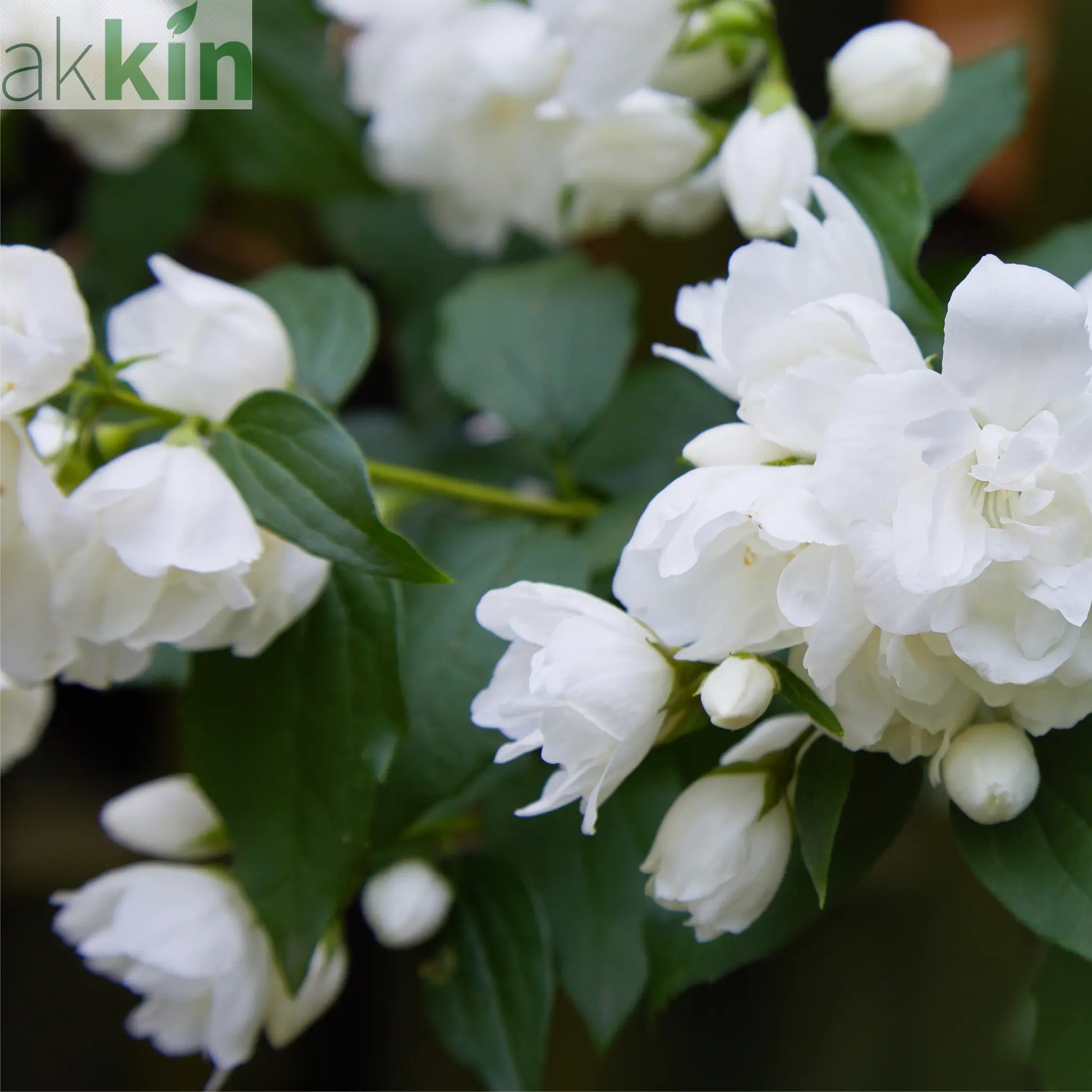 Philadelphus 'Virginal' | Mock Orange | 9cm / 2L / 5L One Click Plants