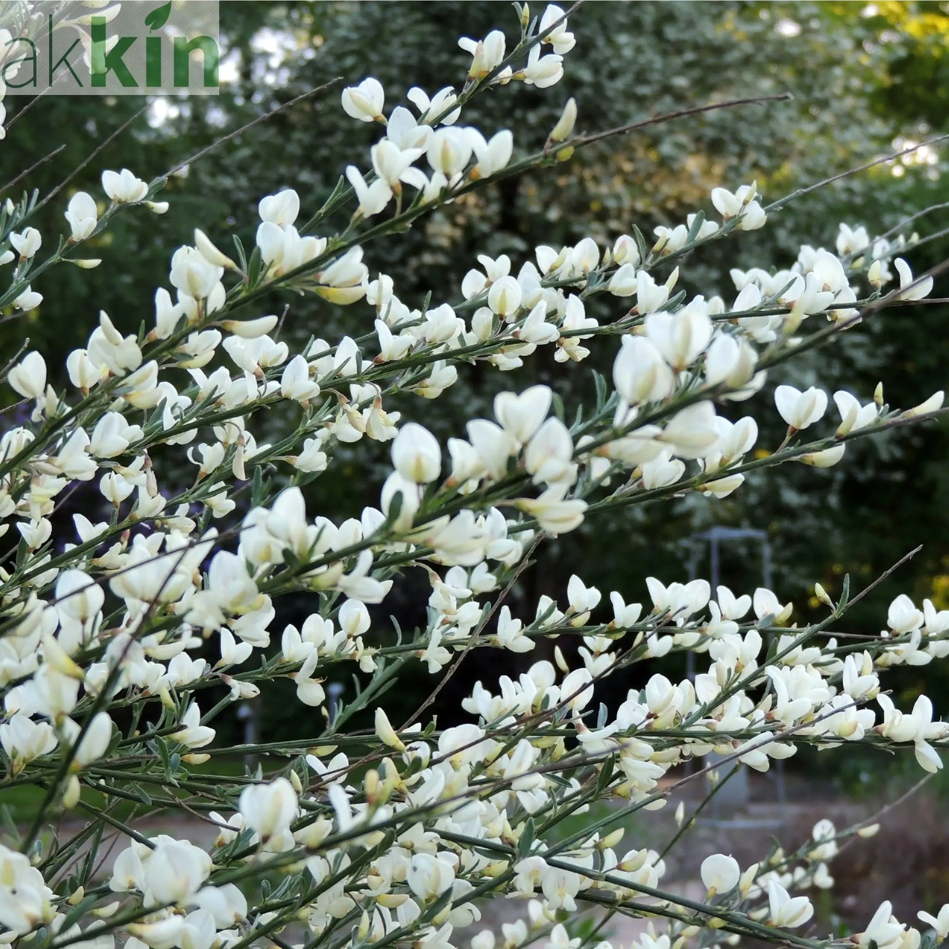 Cytisus (Broom) - 'White Lion'  1L / 2L One Click Plants