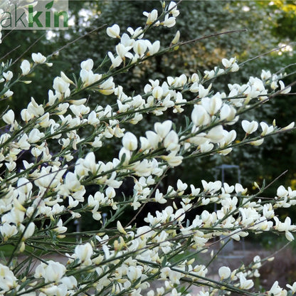 Cytisus (Broom) - 'White Lion'  1L / 2L One Click Plants
