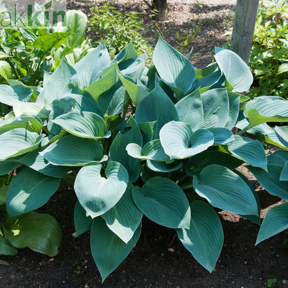 Hosta 'Halcyon' 9cm/1.5L/2L One Click Plants