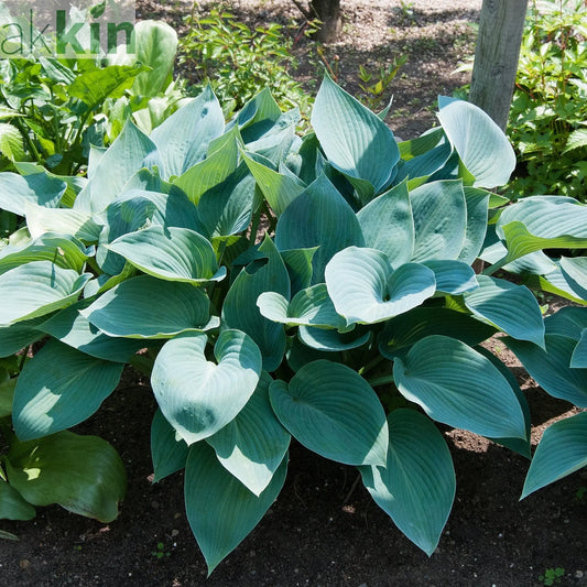 Hosta 'Halcyon' 9cm/1.5L/2L One Click Plants