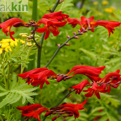 Crocosmia x crocosmiiflora 'Emberglow' 9cm/2L One Click Plants