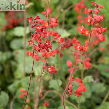 Heuchera 'Ruby Bells' 9cm/2L Growers Pot One Click Plants