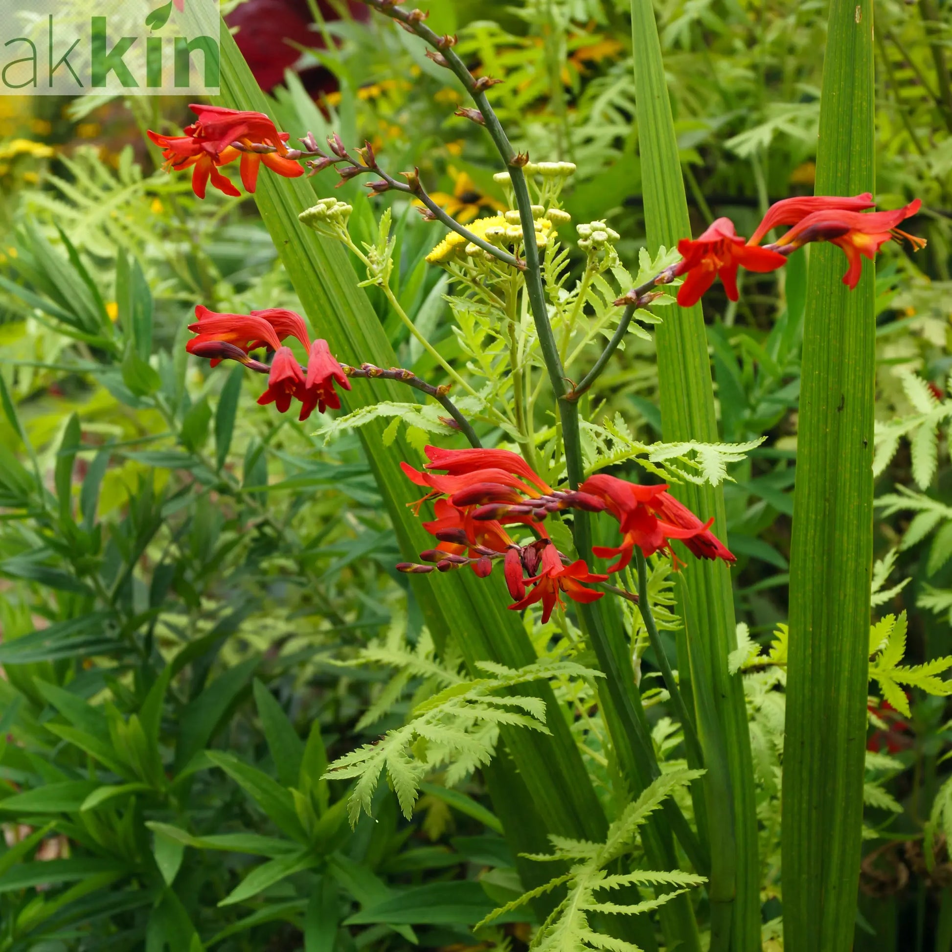 Crocosmia x crocosmiiflora 'Emberglow' 9cm/2L One Click Plants