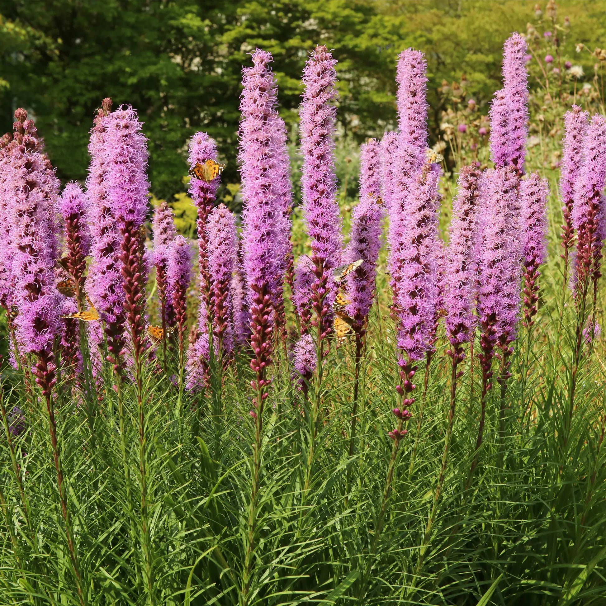Liatris spicata Kobold 9cm/1.5L/3L One Click Plants