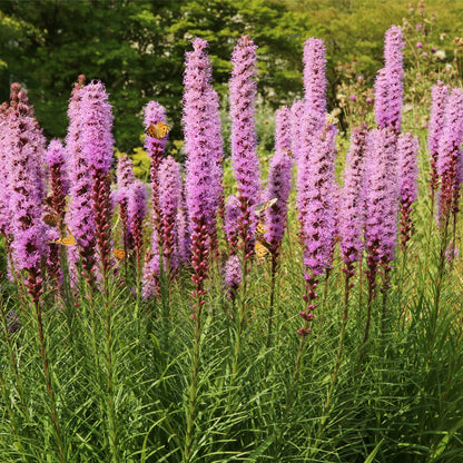 Liatris spicata Kobold 9cm/1.5L/3L One Click Plants