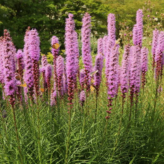 Liatris spicata Kobold 9cm/1.5L/3L One Click Plants