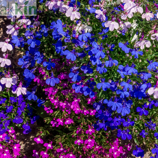 Trailing Lobelia (Tray of 18) One Click Plants