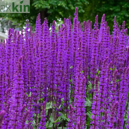 Salvia nemorasa 'Caradonna' 9cm / 2L One Click Plants