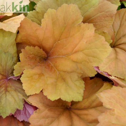 Heuchera 'Peach Flambe' 2L One Click Plants